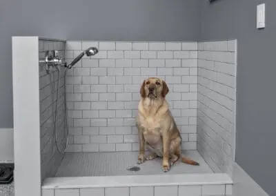 Pet Shower and Bathing Station